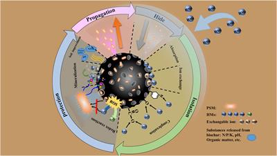 Biochar: An effective measure to strengthen phosphorus solubilizing microorganisms for remediation of heavy metal pollution in soil